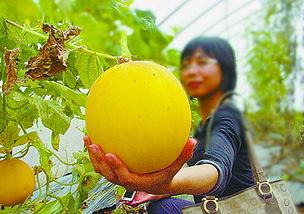 珠海吃瓜视频,揭秘当地美食与趣闻